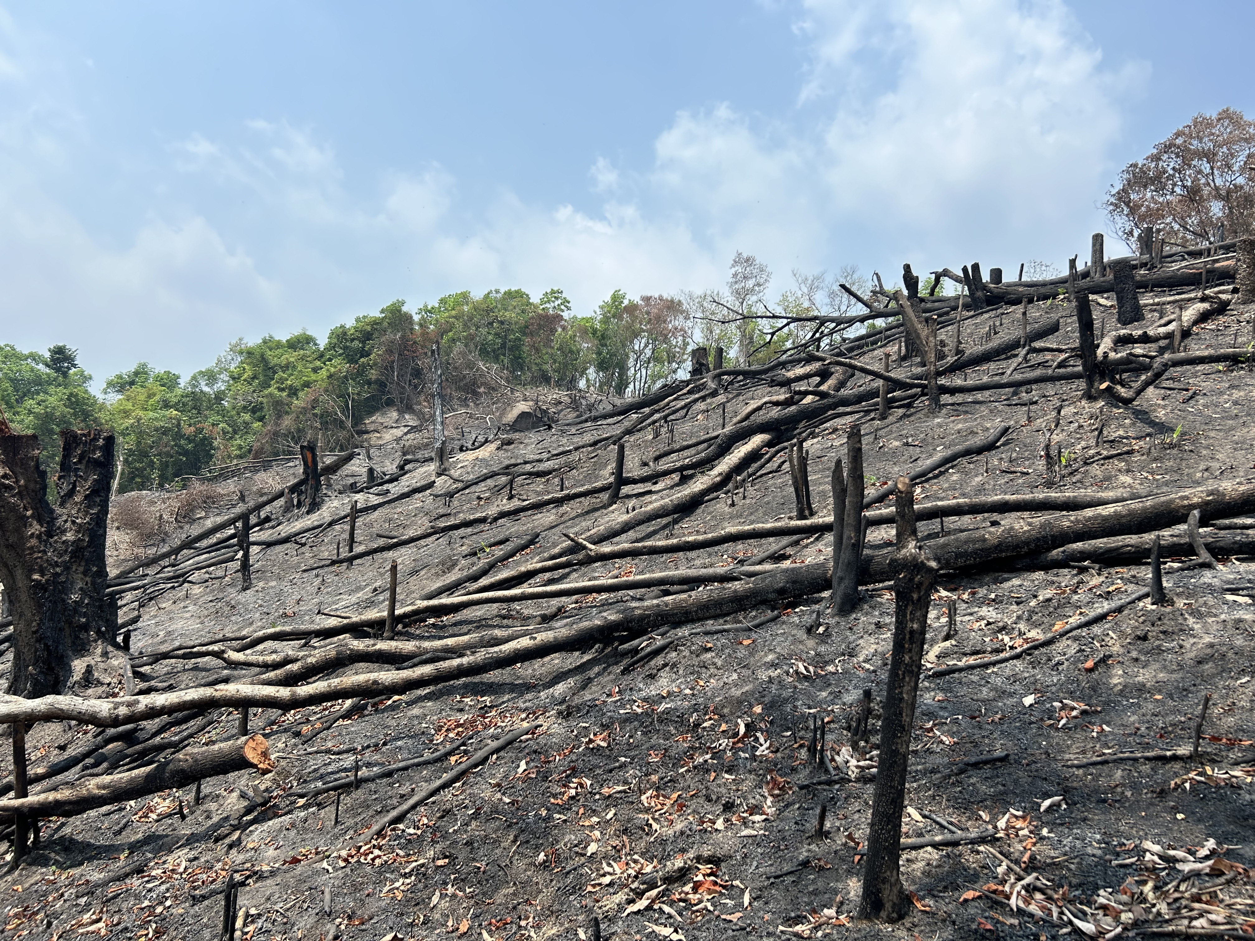  Deforestation 2