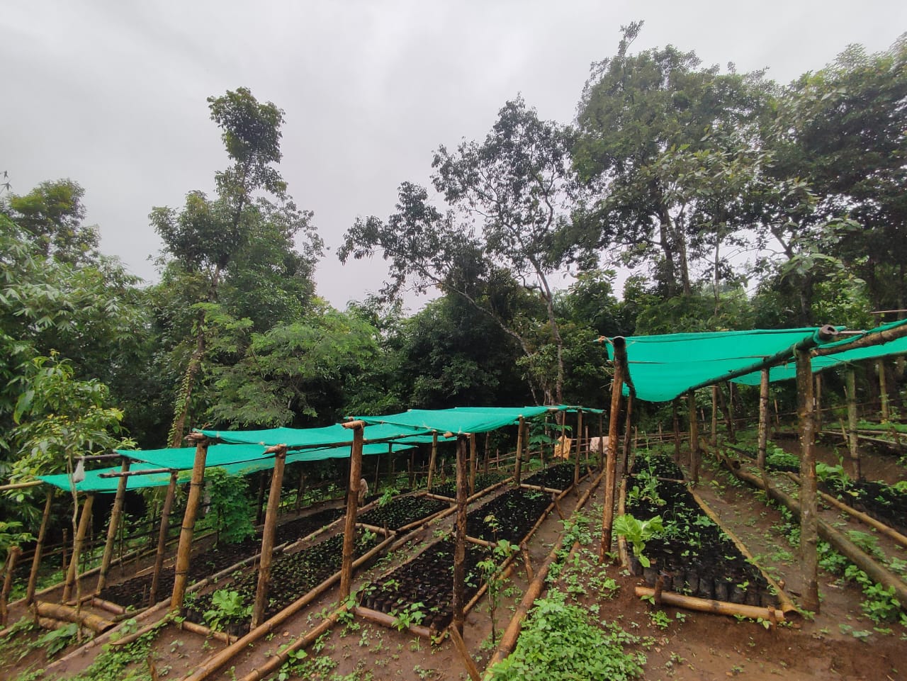 Bleishiah community nursery 