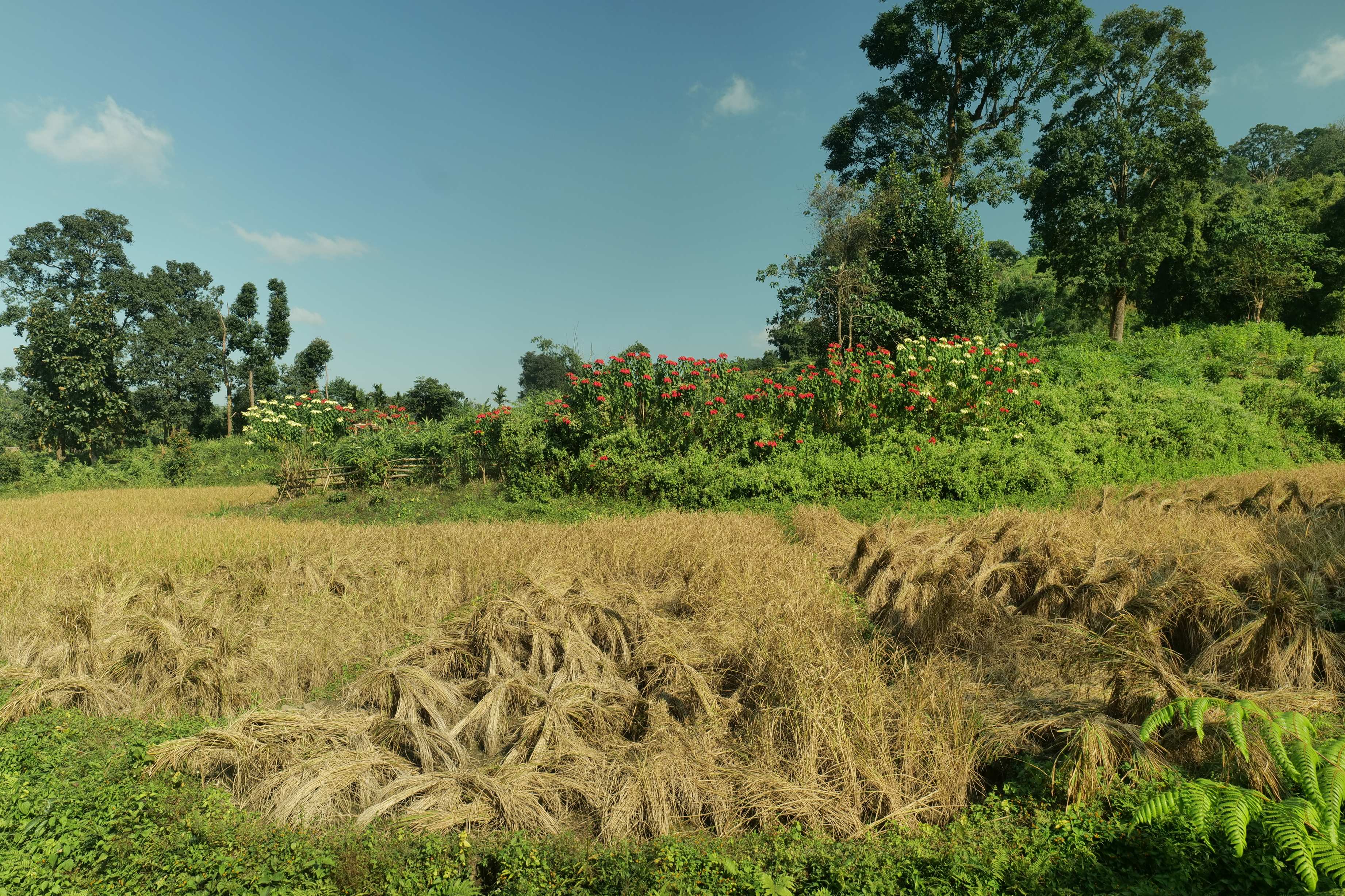 Vented check dam in Chibrajambal