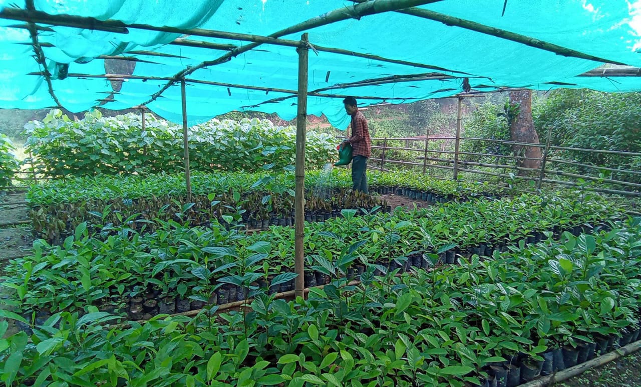 Simseng Rongal Community Nursery