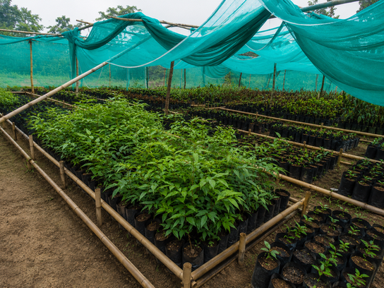 Gare Nengjabing Community Nursery