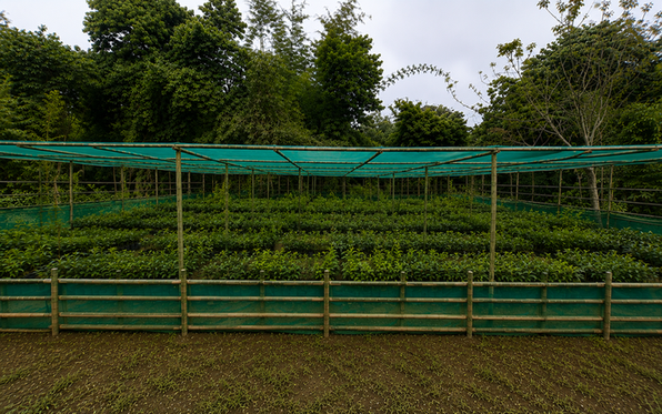Nengsrangittim Community Nursery