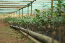 Community Nurseries