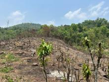 Forest Management Plan
