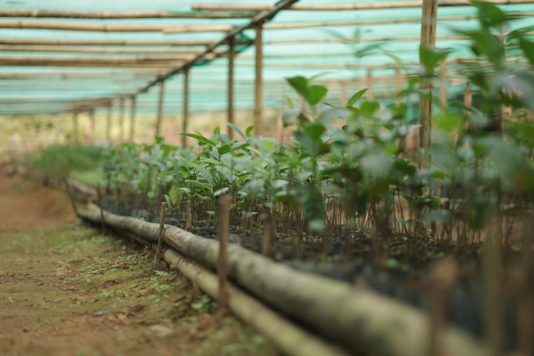 Community Nurseries