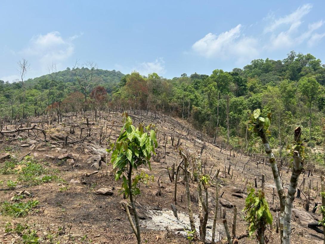 Forest Management Plan
