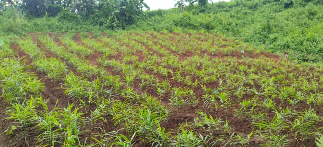 Plantation
