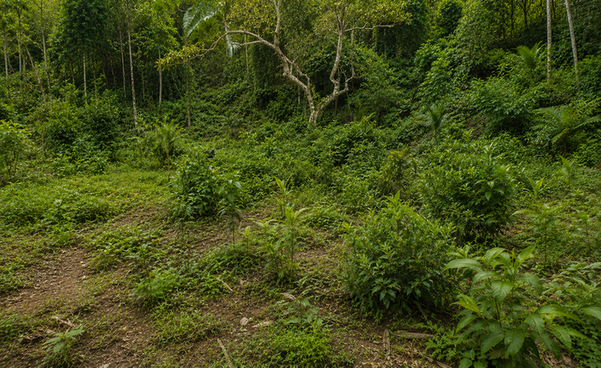 Rongsa Awe Community Nursery